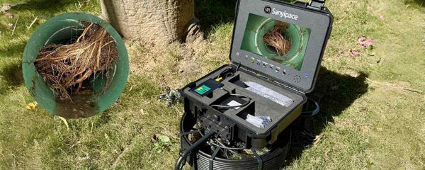 How Tree Roots Actually Get Into Your Sewer Line (And How to Check Early)？